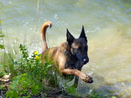 Ritratto di un cane di razza Pastore Belga Malinois