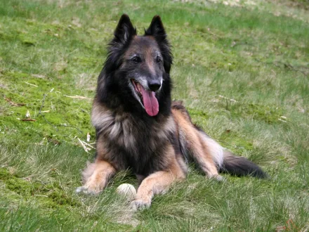 Ritratto di un cane di razza Pastore Belga Tervueren