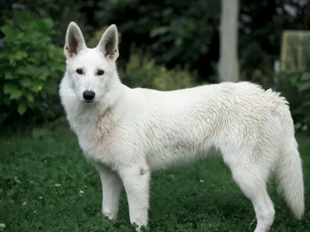 Ritratto di un cane di razza Pastore Svizzero Bianco