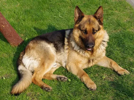 Ritratto di un cane di razza Pastore Tedesco