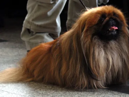 Ritratto di un cane di razza Pechinese