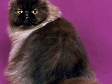 Ritratto di un gatto di razza Persiano