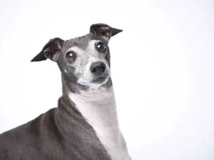 Ritratto di un cane di razza Piccolo Levriero Italiano