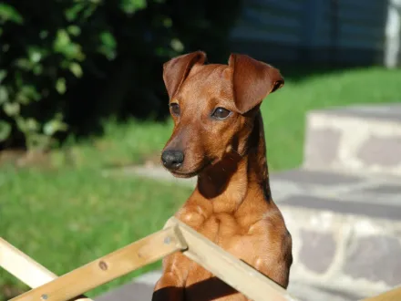 Ritratto di un cane di razza Pinscher Nano