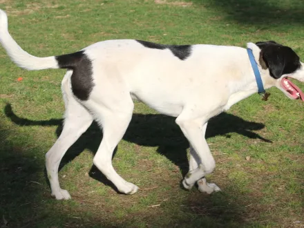 Ritratto di un cane di razza Pointer