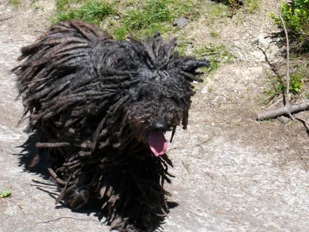 Ritratto di un cane di razza Puli