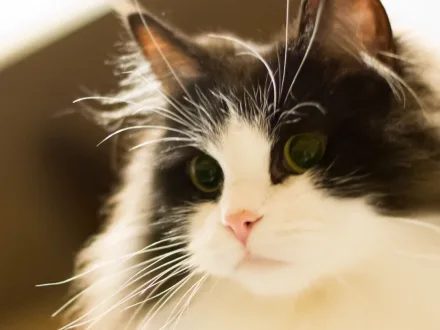Ritratto di un gatto di razza Ragamuffin