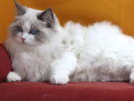 Ritratto di un gatto di razza Ragdoll
