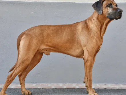Ritratto di un cane di razza Rhodesian Ridgeback