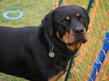 Ritratto di un cane di razza Rottweiler