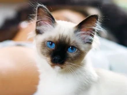 Ritratto di un gatto di razza Sacro di Birmania