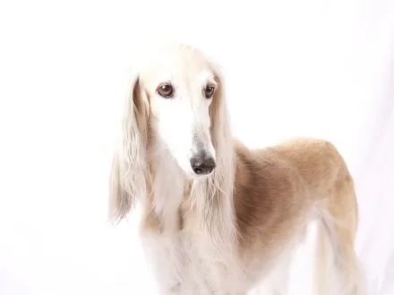 Ritratto di un cane di razza Saluki