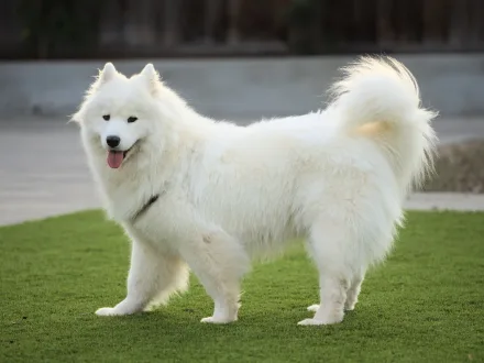Ritratto di un cane di razza Samoiedo
