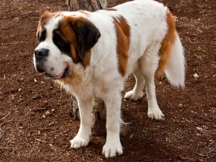 Ritratto di un cane di razza San Bernardo
