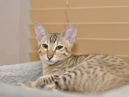 Ritratto di un gatto di razza Savannah
