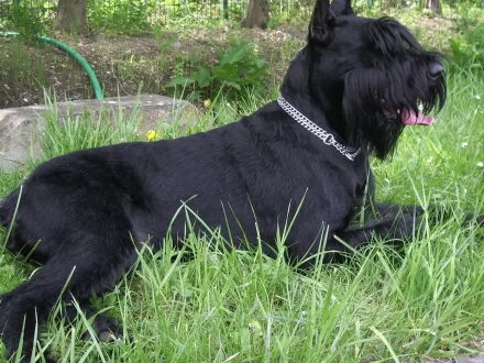 Ritratto di un cane di razza Schnauzer Gigante