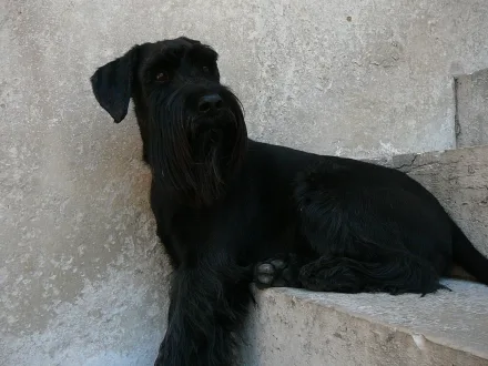 Ritratto di un cane di razza Schnauzer Medio