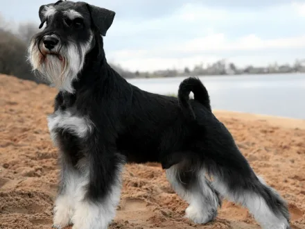 Ritratto di un cane di razza Schnauzer Nano