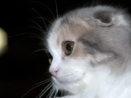 Ritratto di un gatto di razza Scottish Fold
