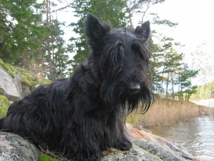 Ritratto di un cane di razza Scottish Terrier