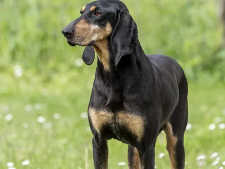 Ritratto di un cane di razza Segugio Italiano