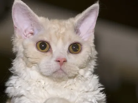 Ritratto di un gatto di razza Selkirk Rex