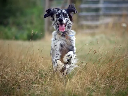 Ritratto di un cane di razza Setter Inglese