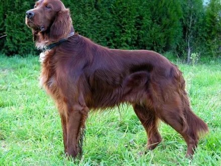 Ritratto di un cane di razza Setter Irlandese