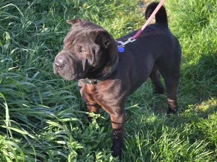 Ritratto di un cane di razza Shar Pei