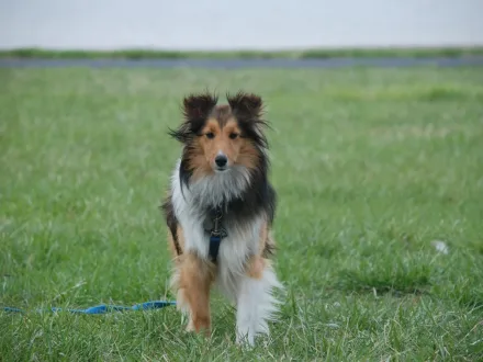 Ritratto di un cane di razza Shetland Sheepdog