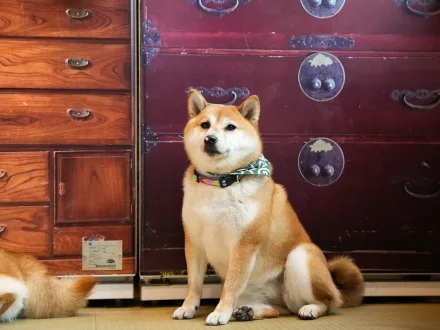 Ritratto di un cane di razza Shiba Inu
