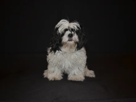 Ritratto di un cane di razza Shih Tzu