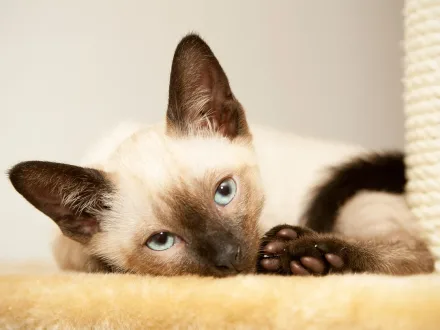Ritratto di un gatto di razza Siamese