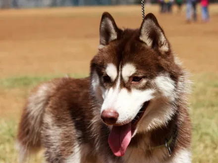 Ritratto di un cane di razza Siberian Husky