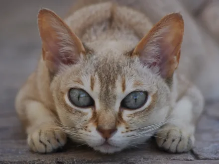 Ritratto di un gatto di razza Singapura