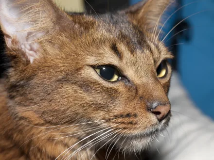 Ritratto di un gatto di razza Somalo