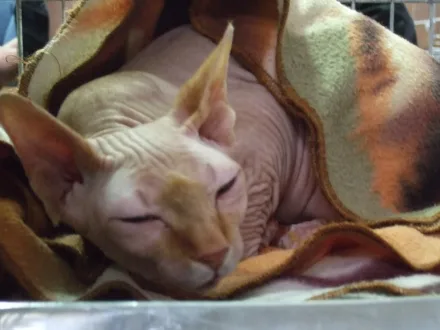 Ritratto di un gatto di razza Sphynx