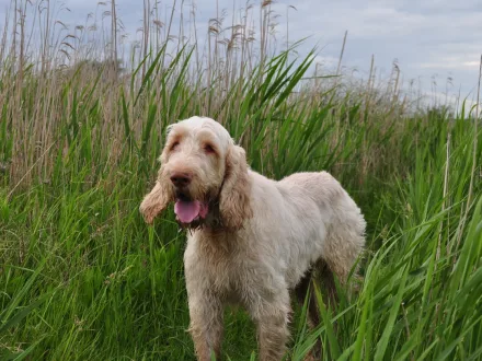 Ritratto di un cane di razza Spinone Italiano