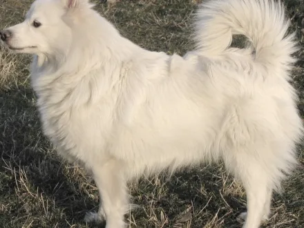 Ritratto di un cane di razza Spitz Tedesco