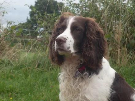 Ritratto di un cane di razza Springer Spaniel Inglese