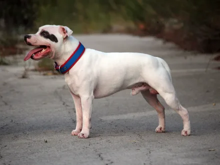 Ritratto di un cane di razza Staffordshire Bull Terrier