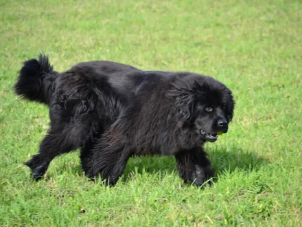 Ritratto di un cane di razza Terranova