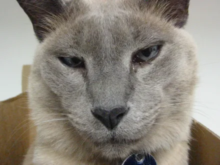 Ritratto di un gatto di razza Tonkinese