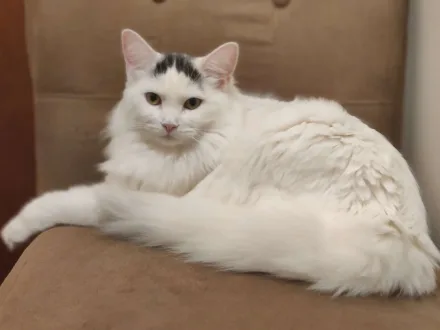Ritratto di un gatto di razza Van Turco