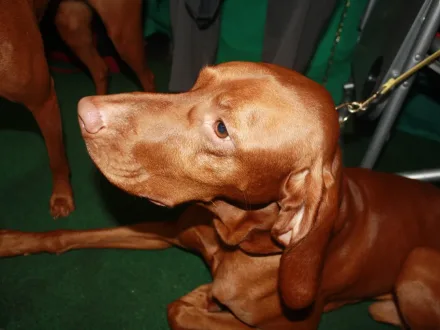 Ritratto di un cane di razza Vizsla