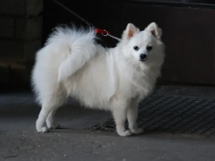Ritratto di un cane di razza Volpino Italiano