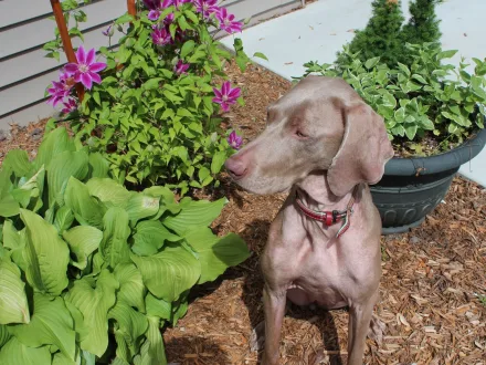 Ritratto di un cane di razza Weimaraner