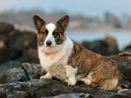 Ritratto di un cane di razza Welsh Corgi Cardigan