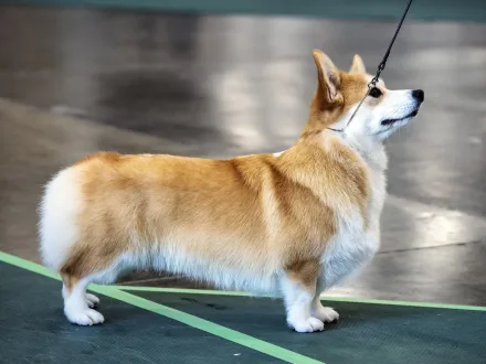 Ritratto di un cane di razza Welsh Corgi Pembroke