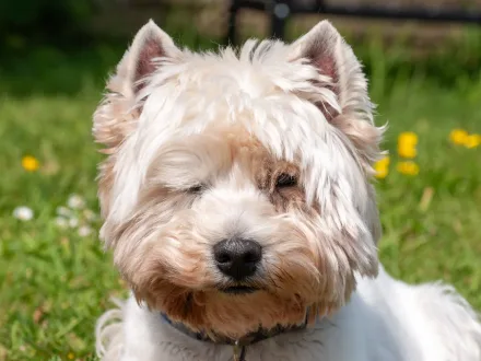 Ritratto di un cane di razza West Highland White Terrier